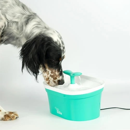 water fountain for dogs and cats