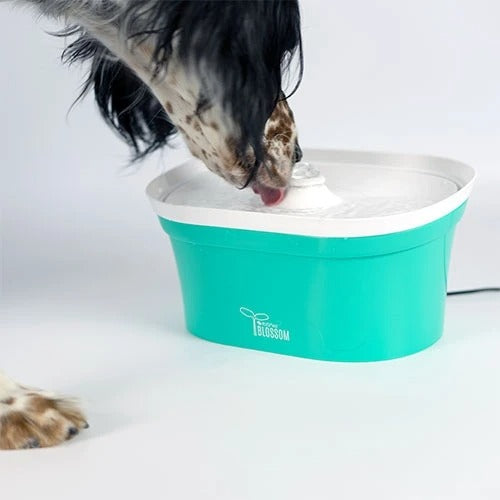 water fountain for dogs and cats